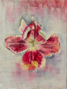 Tulpe nach dem Frühling